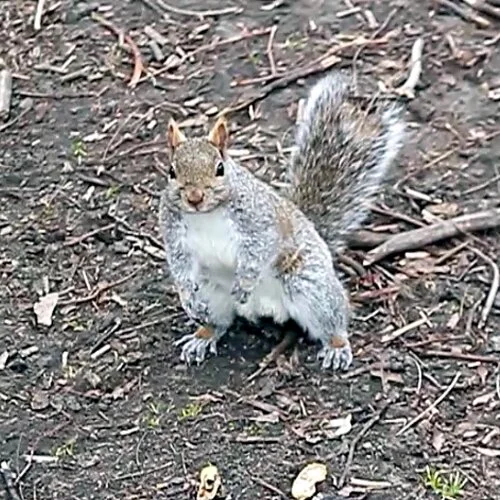 Facts About The Squirrel Joseph Morris