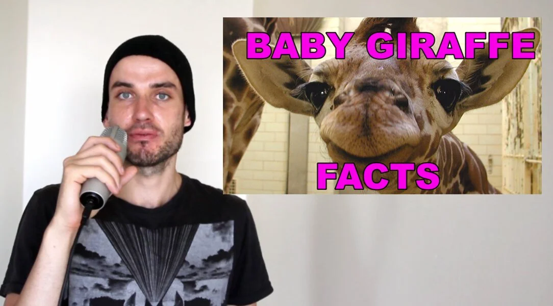 joseph-morris-baby-giraffe-facts