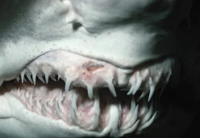 Facts about Sharks Joseph Morris