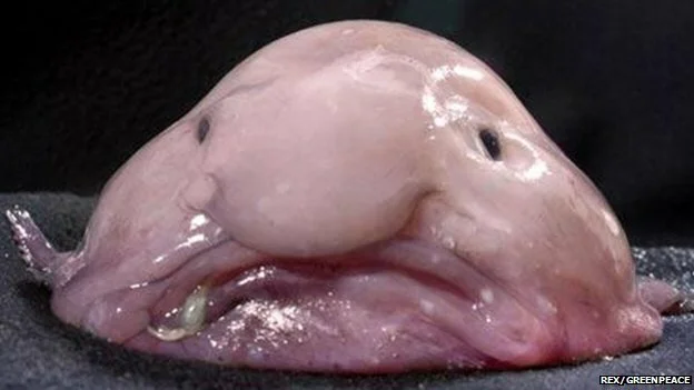 Blobfish Corproate Video Production Toronto Joseph Morris
