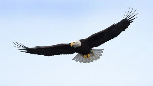 joseph morris facts about the eagle