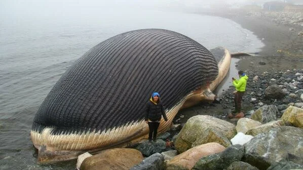 blue whale joseph morris