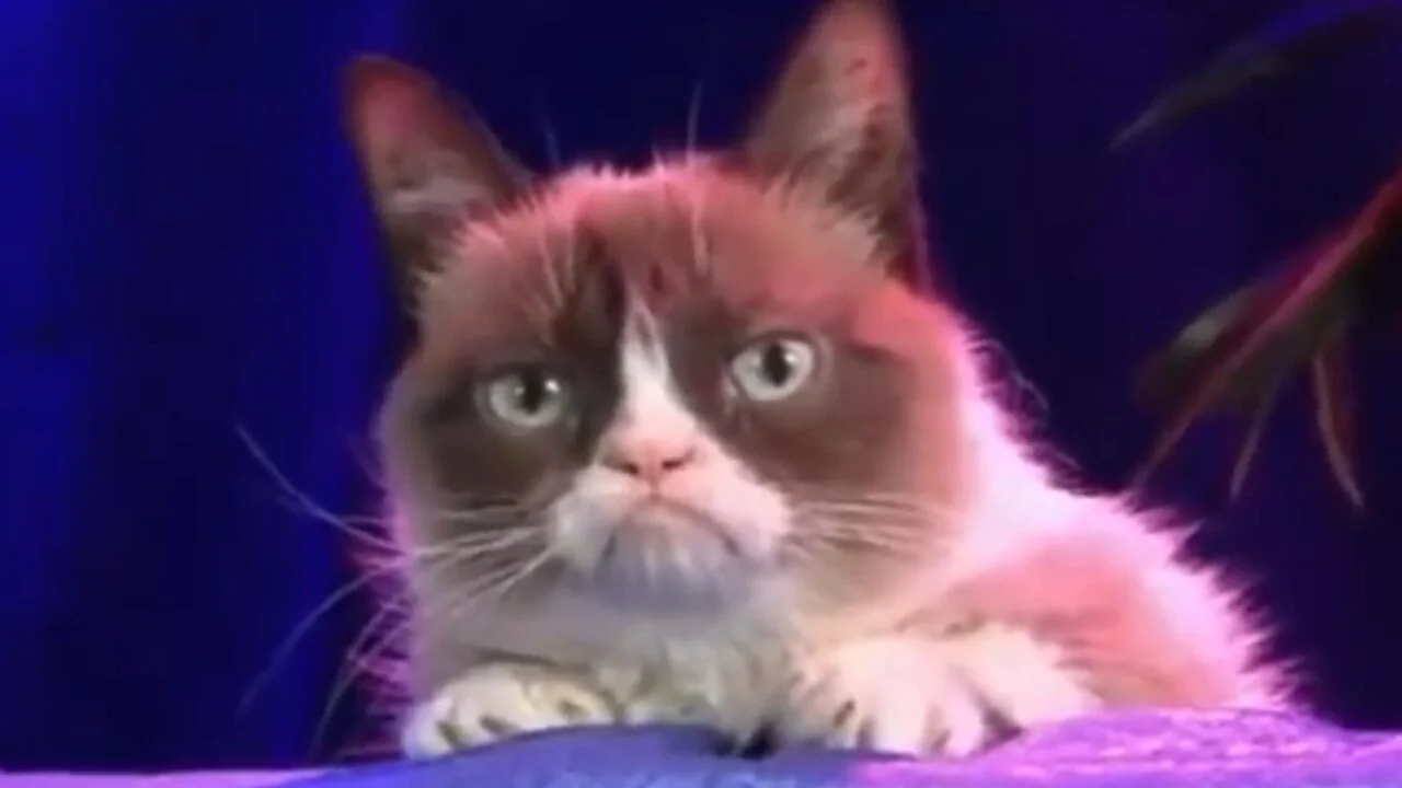 grumpy cat wwe raw