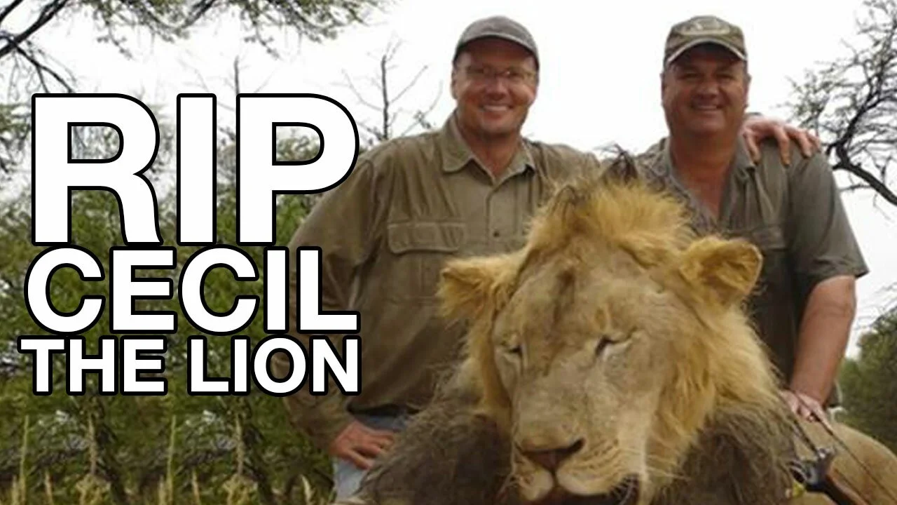 cecil-the-lion-walter-palmer